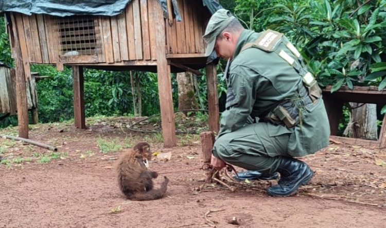 Gendarmería rescató a un mono que era mantenido como mascota encadenado en el patio