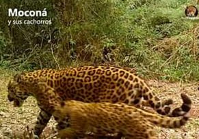 Fue captada Moconá y sus cachorros en el Parque Nacional Iguazú