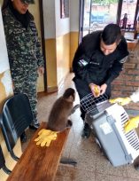 Rescataron a un mono caí que será reintegrado a su hábitat natural
