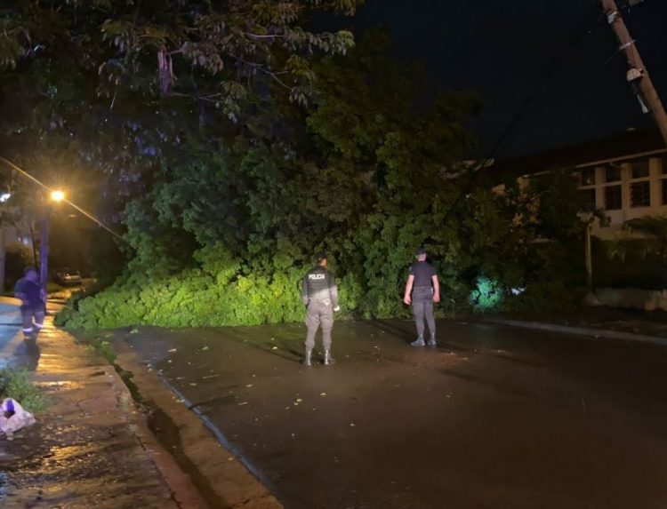 OBERÁ: Las fueres lluvia que empezaron en la madrugada provocaron varias caídas de ramas y árboles
