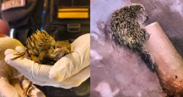 Muchos animales silvestres se escapan de las inundaciones y son rescatados por la policía