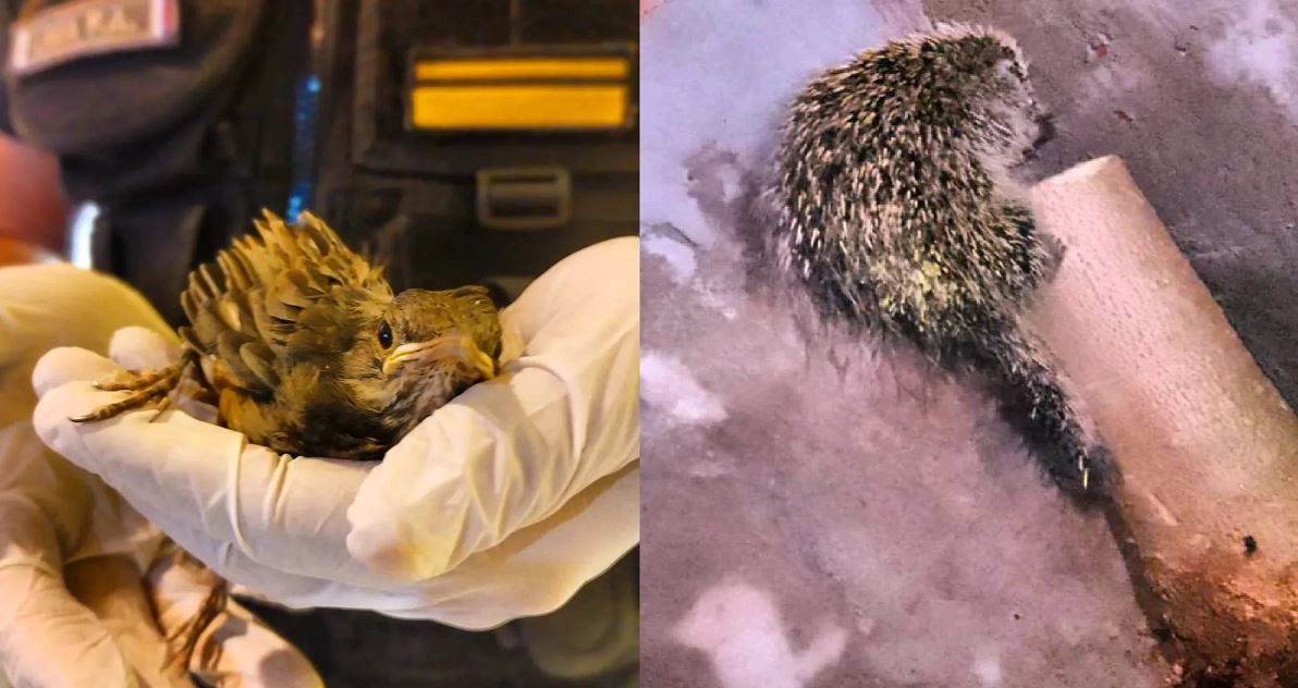 Muchos animales silvestres se escapan de las inundaciones y son rescatados por la policía