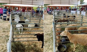 San Antonio: Se realizó exitoso remate ganadero