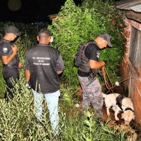 SAN PEDRO: Un perro de la Policía detectó una plantación de marihuana en un predio privado