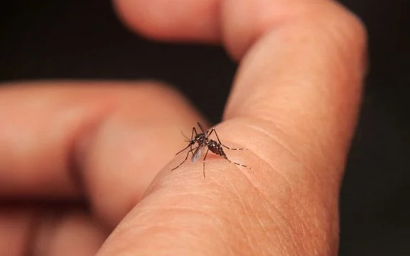 ¿Cómo diferenciar la picadura del mosquito del dengue del de la Encefalitis Equina?