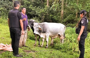 Agentes policiales evitaron que le robaran una yunta de bueyes a un agricultor de 25 de Mayo