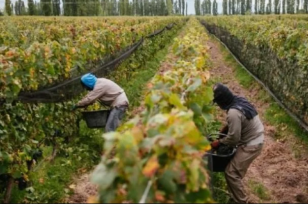 Cambios en la Ley Ómnibus, retenciones 0% para las economías regionales