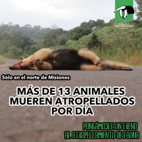 El atropellamiento de animales en las rutas es la mayor amenaza a la fauna Misionera