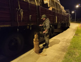 Más de 700 kilos de marihuana que eran transportados escondidos en un camión con maderas