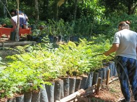 OBERÁ: En el Vivero municipal se entregan plantines para productores y particulares de la zona