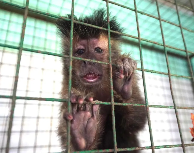 OBERÁ: Una ejemplar de mono caí fue rescatada de una vivienda particular, el animal vivia como mascota