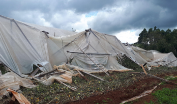 Misiones es una de las provincias en estado declaradas en emergencia agropecuaria