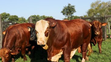 A partir del 18 de marzo inicia la primera campaña de vacunación contra la Fiebre Aftosa en Misiones