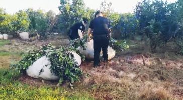La policía logro evitar que delincuentes roben raídos de yerba en una chacra de Campo Viera
