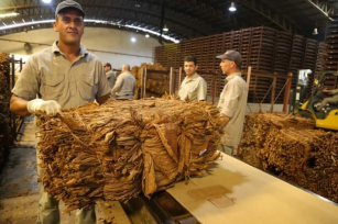 Desde hoy se pagará 2800 el kilo de tabaco a los productores