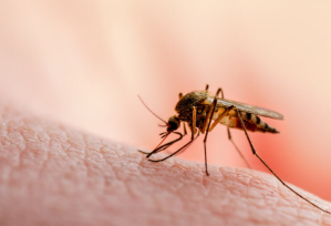  20% del de docentes con licencia medica por dengue, también una gran cantidad de alumnos no pudieron iniciar las clases por tener síntomas