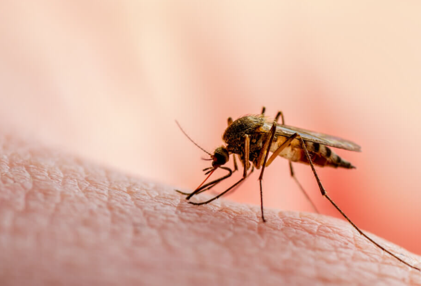  20% del de docentes con licencia medica por dengue, también una gran cantidad de alumnos no pudieron iniciar las clases por tener síntomas