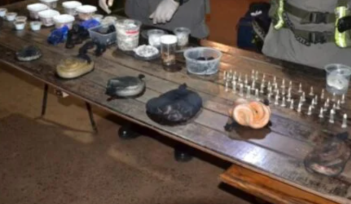 Llevaba en dos valijas 90 serpientes, 236 arañas de distintas especies y un ciempiés hacia Buenos Aires desde Misiones