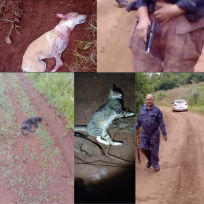 AGRESIÓN BRUTAL, TENTATIVA DE HOMICIDIO Y CRUELDAD ANIMAL EN CAMPO RAMÓN