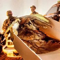 Nuevos rescates de animales: la Policía resguardó a dos monos y a un ave exótica