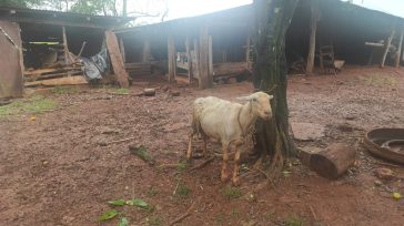 CAMPO RAMON: Una oveja atacó a una mujer y le provocó una fractura y varias lesiones