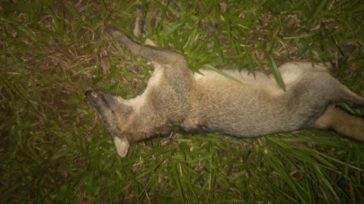 CAMPO VIERA: Ocupantes de una motocicleta resultaron lesionados tras embestir un animal y despistar 