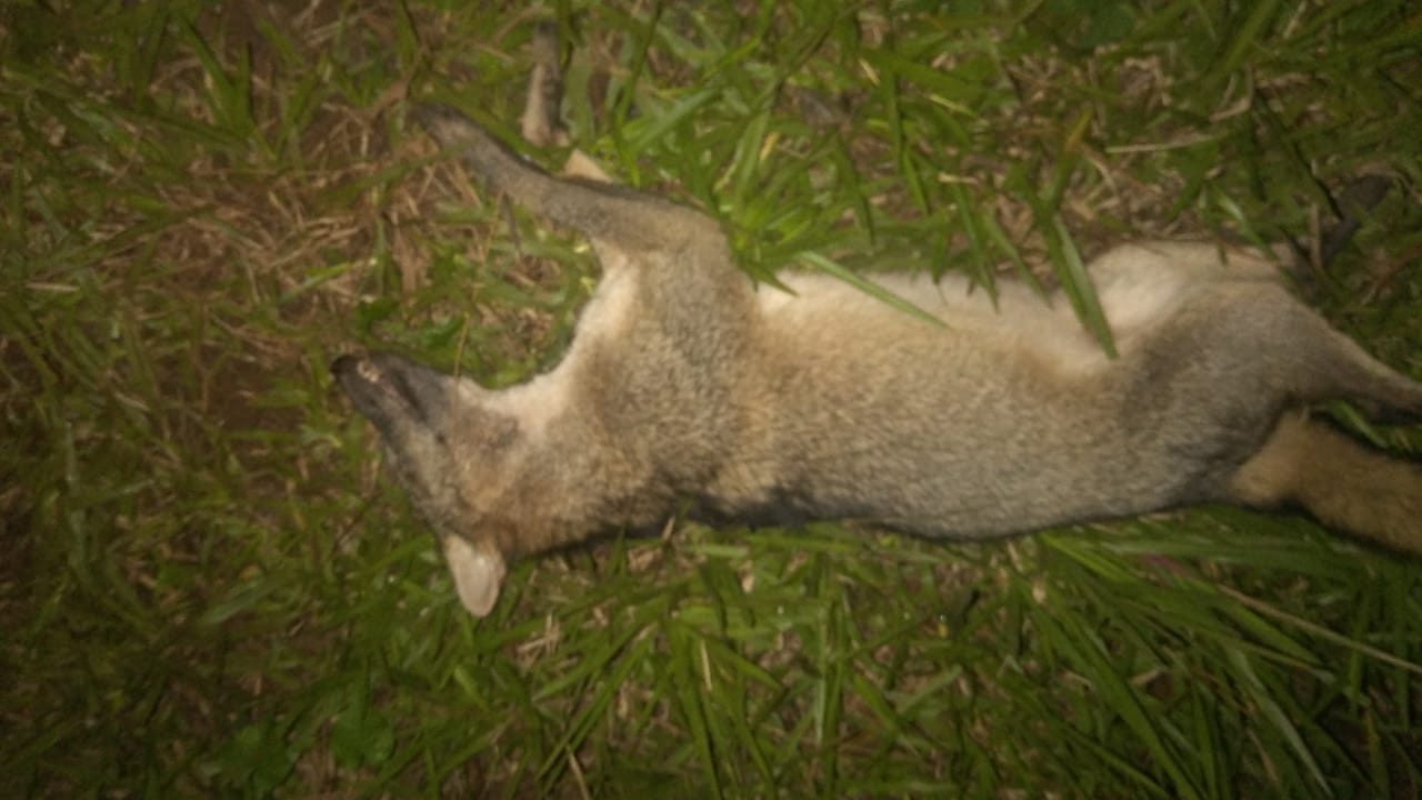 CAMPO VIERA: Ocupantes de una motocicleta resultaron lesionados tras embestir un animal y despistar 