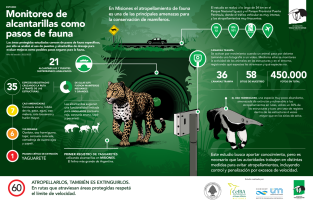 Los animales de la selva usan las alcantarillas de las rutas para cruzar sin ser atropellados