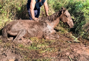 Policías realizaron el complejo rescate de una yegua en riesgo de muerte