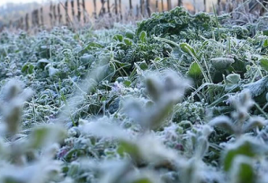 Ola de frío en Oberá, el domingo llegarían las primeras heladas a Misiones