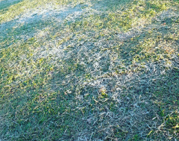 Llegaron las primeras heladas del año en Misiones