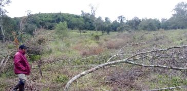 La Comunidad Mbya en Caraguatay vuelve s sufrir por los cortes de árboles