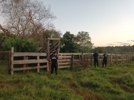 En operativo ganadero, la Policía recuperó 11 vacas sustraídas en Itacaruaré