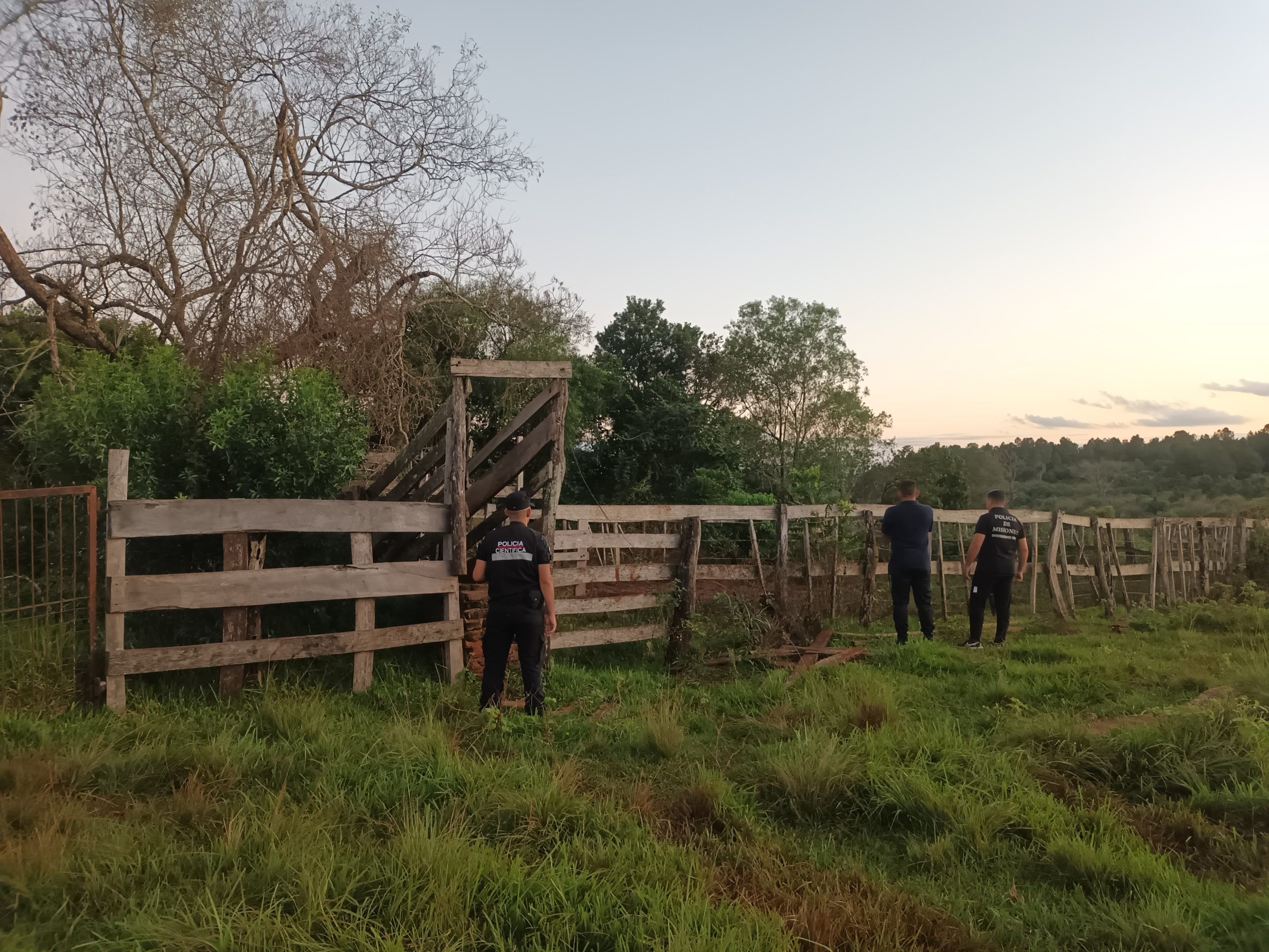 En operativo ganadero, la Policía recuperó 11 vacas sustraídas en Itacaruaré