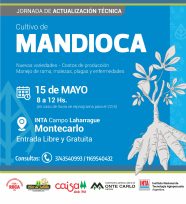 Presentarán avances en nuevas variedades de Mandioca