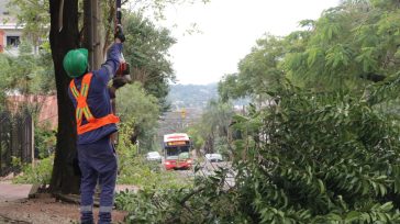 Avanza la primer etapa del Operativo de Poda Urbana en Oberá