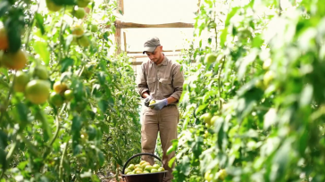 Misiones, punto de encuentro de la horticultura argentina