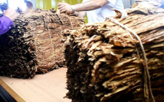 Se anuncio un nuevo pago a los tabacaleros