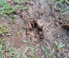 En Guaraní han habido varios ataques y desapariciones de animales, sospechan que sea posible ataque felino autóctono