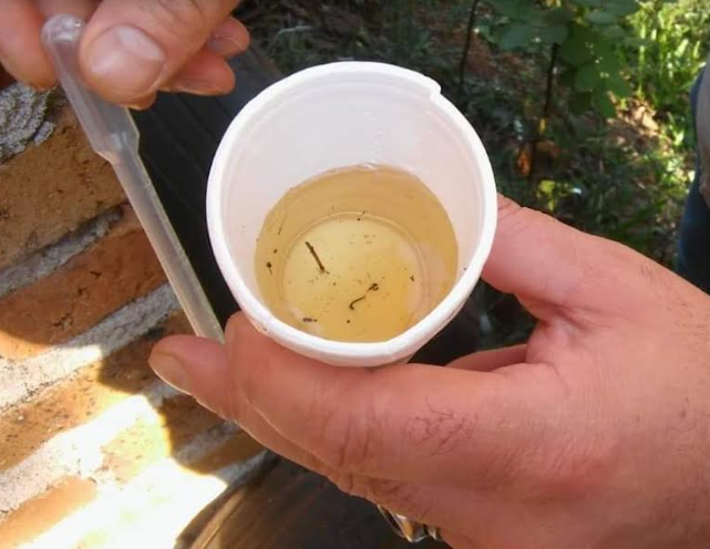 Continúa el operativo de Levantamiento Rápido de Índices de Infestación de Aedes aegypti (LIRAa)