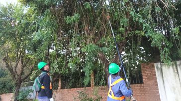 Continúa en ejecución el cronograma del operativo de Poda Urbana en Oberá