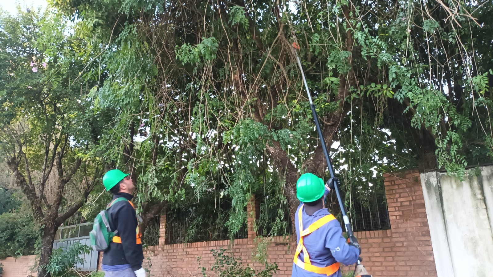 Continúa en ejecución el cronograma del operativo de Poda Urbana en Oberá