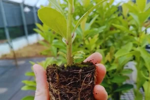 Yerba mate: mejorar la calidad a través de los sustratos