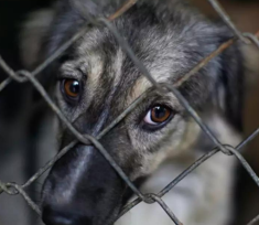 Diputados comenzará a debatir la «ley Conan», trata de regular los delitos contra los animales