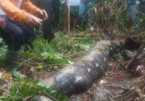 Encontraron los restos de una mujer desaparecida en una serpiente de 8 metros