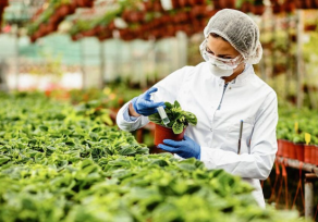 Oberá quiere ser la cuenca productiva de remedios vegetales