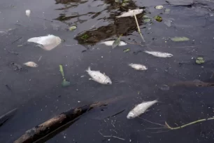 Peces muertos en las de la bahía El Brete de Posadas por la contaminación del agua