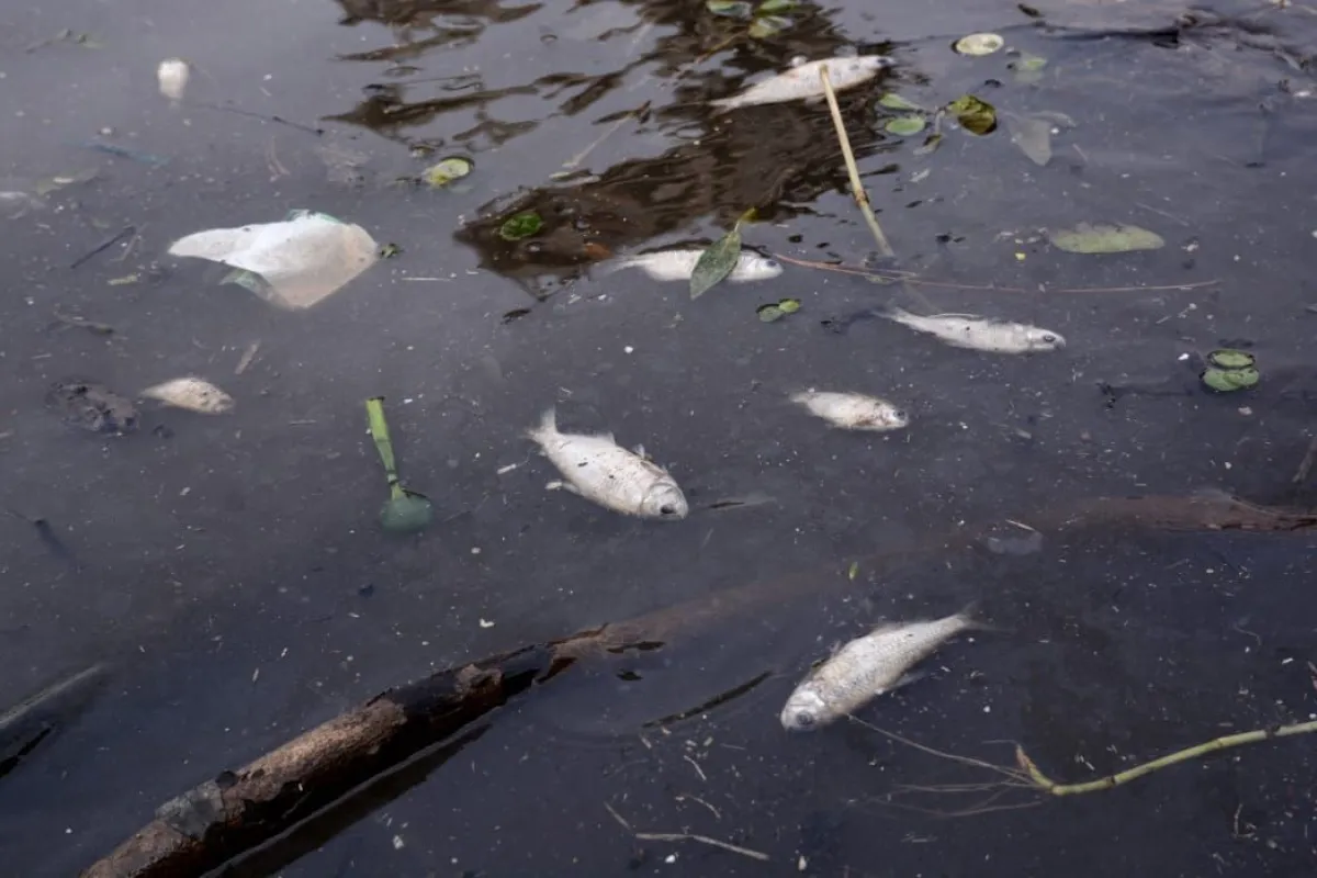 Peces muertos en las de la bahía El Brete de Posadas por la contaminación del agua