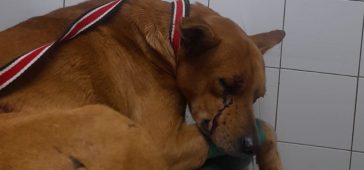 Buscan a dos individuos que balearon a un perro en Oberá