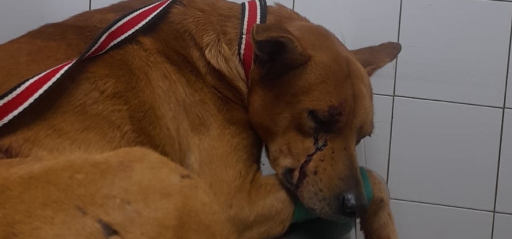 Buscan a dos individuos que balearon a un perro en Oberá